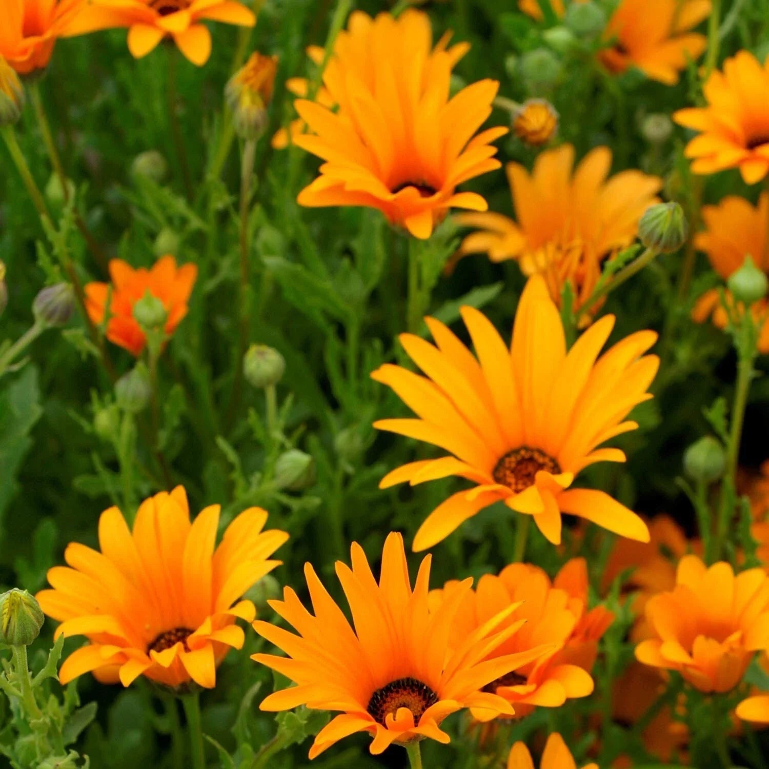 African Orange Daisy Seeds - Organic Perennial Seeds for Borders & Containers - Osteospermum spp.