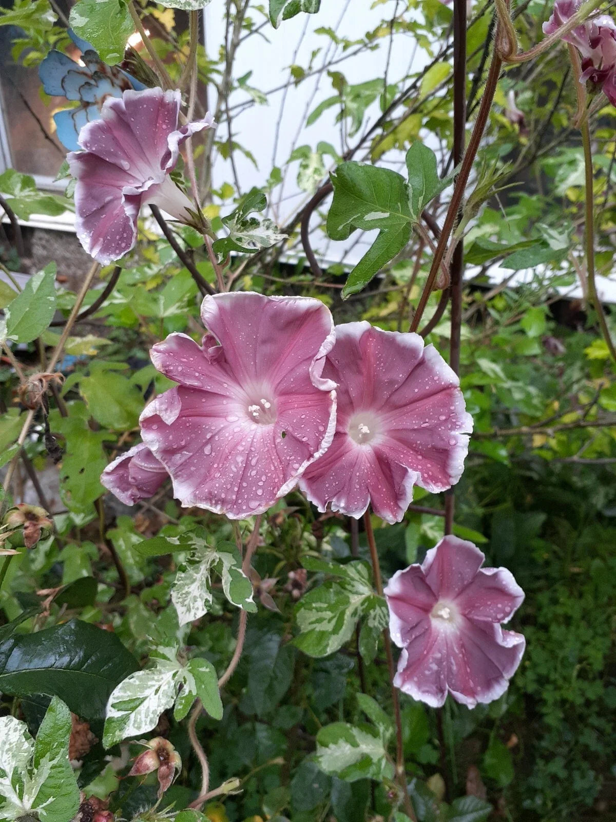 Morning Glory Seed Mix - 35+ Seeds Climbing Vines Colorful Flowers Ipomoea tricolor