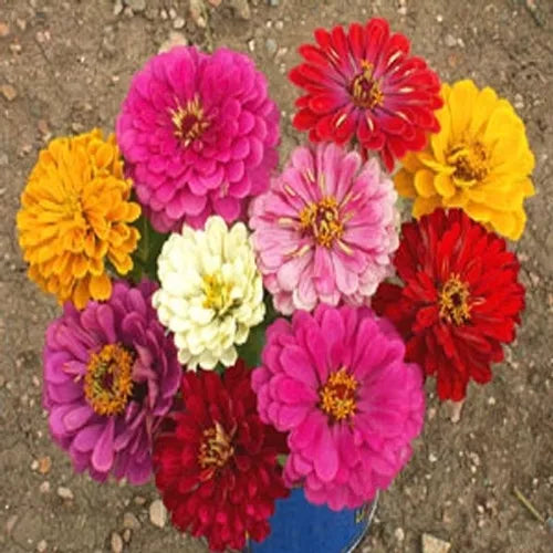 California Giant Zinnia Seeds Bulk 270 - Colorful Dahlia-Style Flowers - Zinnia elegans Annual for Garden Beds & Cut Flowers
