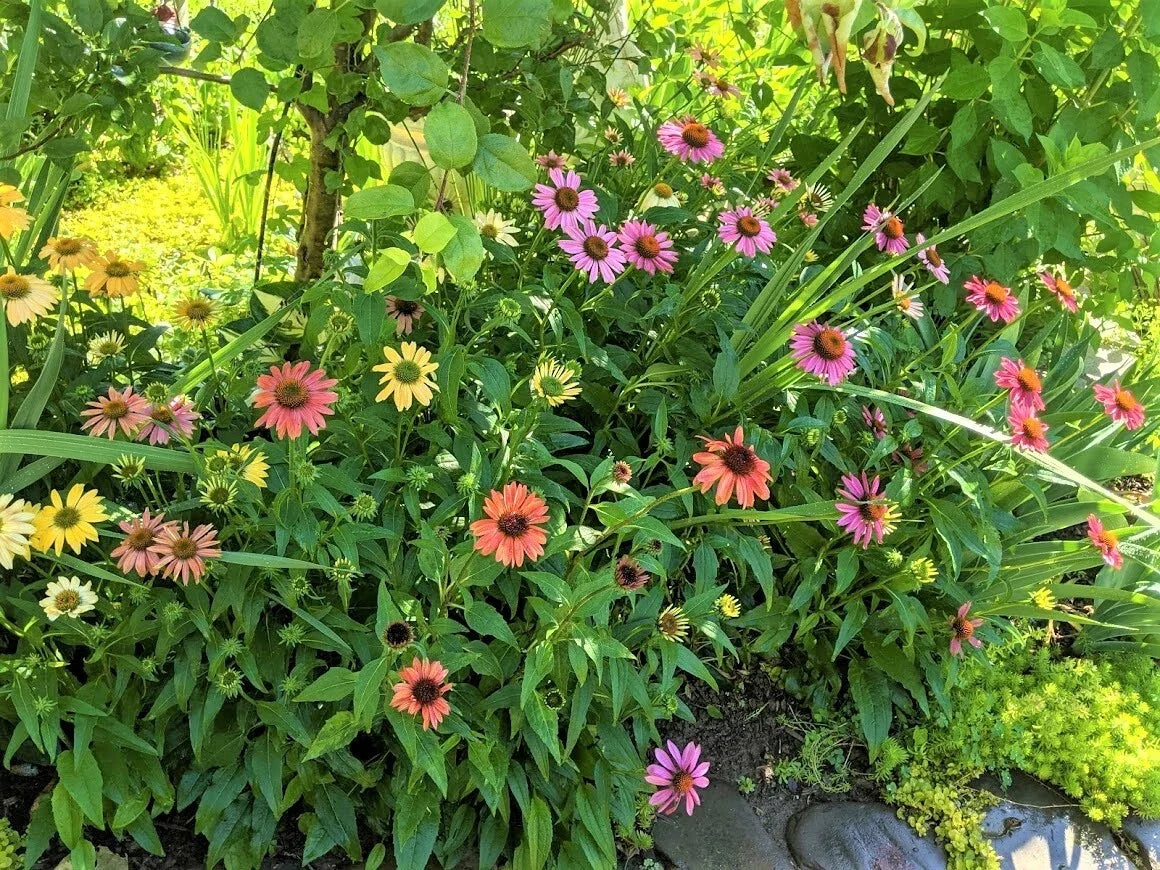 Echinacea Purpurea Cheyenne Spirit Perennial Plants – Colorful Coneflower Flowers, Attracts Pollinators, Drought-Tolerant, 10 Plants