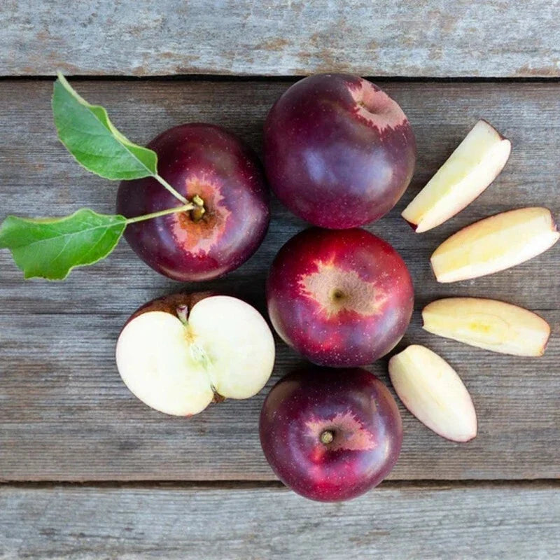 Arkansas Black Apple Tree Bare Root, M7 Rootstock, Malus domestica, Crisp Dark Red Apples, Home Orchard Plant
