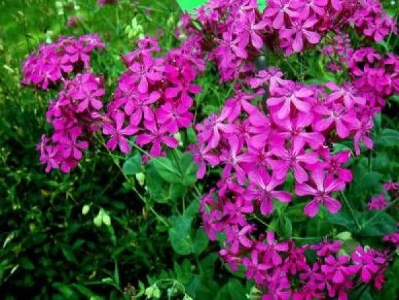 Catchfly Flower Seeds - Silene armeria, Perennial, Pink Blooms, Easy to Grow, 100 Seeds for Borders & Rock Gardens