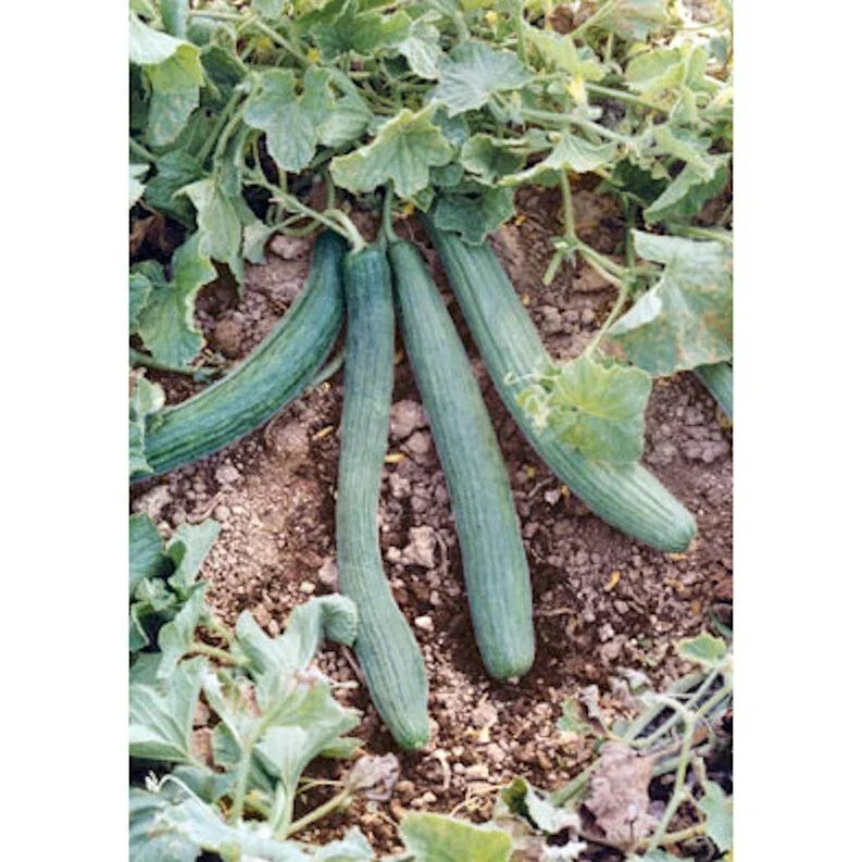 Italian Cucumber Seeds - 60 Count Tortarello Verde Scuro Non-GMO