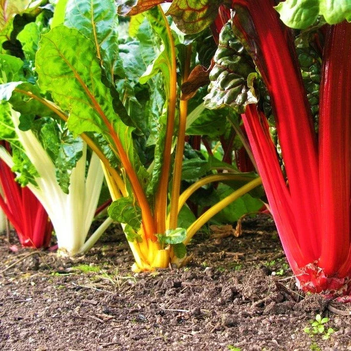 Rainbow Swiss Chard Seeds | Non-GMO, Colorful Stems, Beta vulgaris, Bright Greens for Salad & Cooking