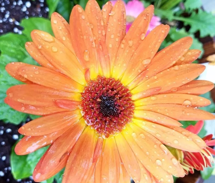 Peach Gerbera Daisy Seeds 200+ Pack, Gerbera jamesonii, Vibrant Summer Blooms, Garden, Container, Border Planting