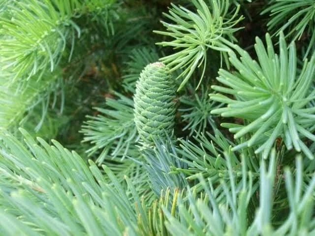 Keteleeria Fortunei Tree Seeds - Evergreen Conifer Seeds for Planting - 30 Seeds