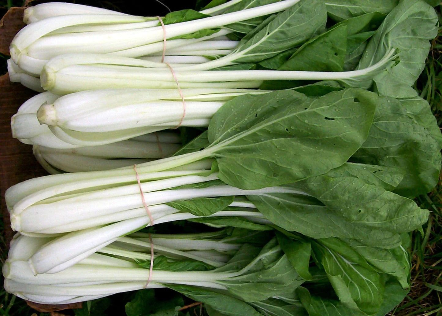 Pak Choi Seeds 200+ Count, White Stem Chinese Cabbage, Bok Choy, Brassica rapa var. chinensis, Vegetable Seeds