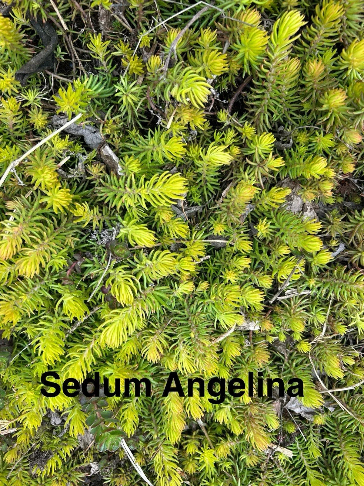 Sedum Angelina Live Plants - 2-4 Inch Hardy Succulents Ground Cover Sedum reflexum 'Angelina' Zones 4-8