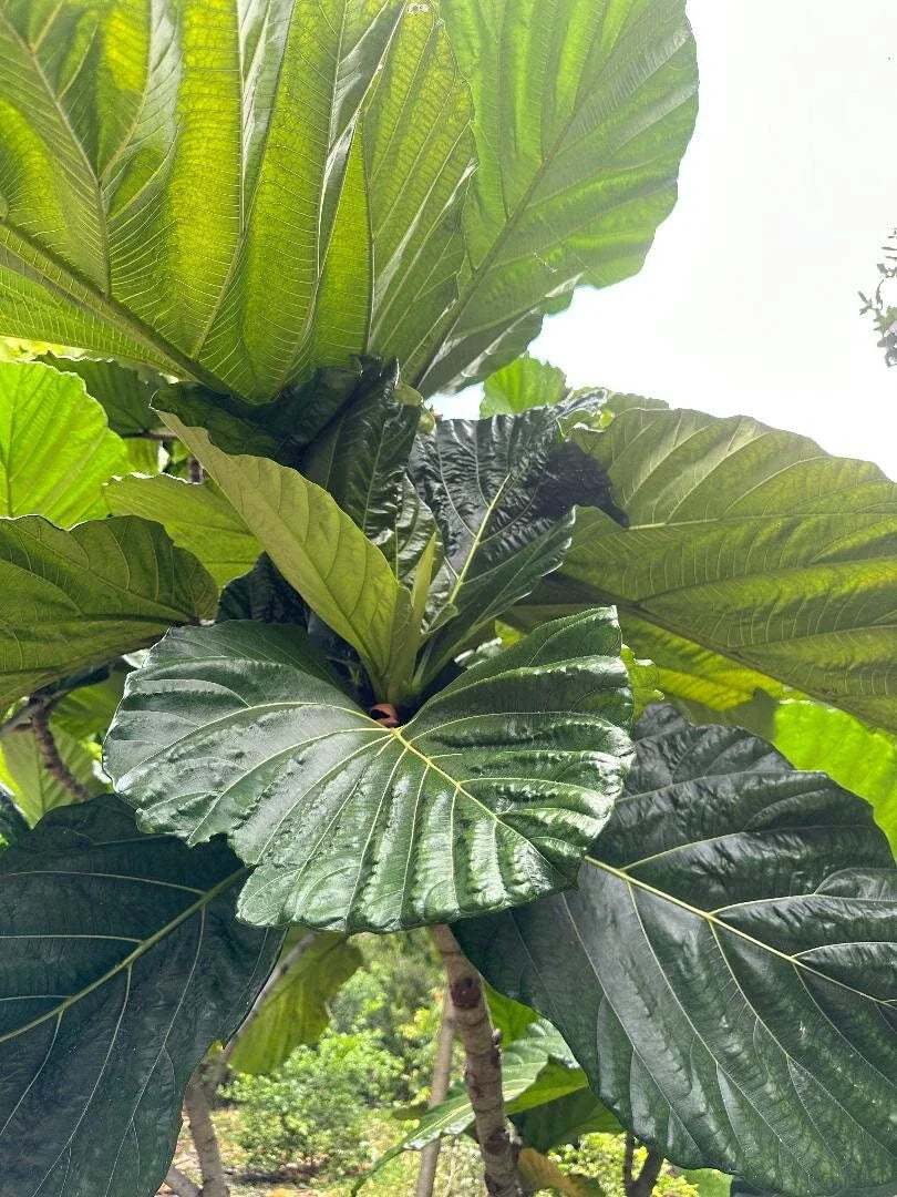Rare Ficus Dammaropsis Highland Cuttings - 2 Fresh Indoor Plant Propagation Material - Exotic Ficus Dammaropsis