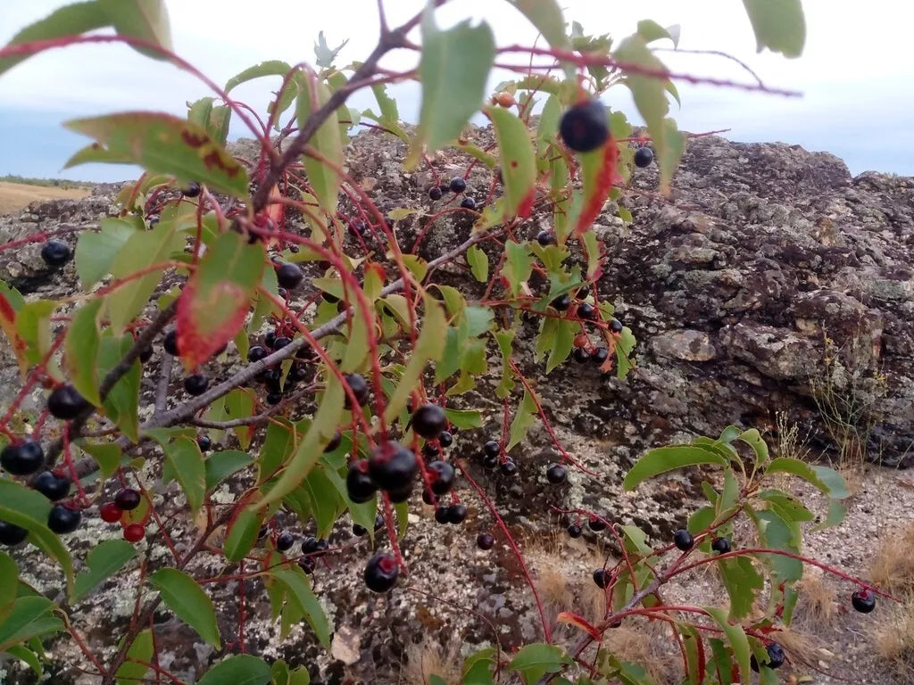 Black Cherry Tree Seeds - Prunus serotina - Organic Non-GMO Wild Cherry Seeds for Planting, Shade, Wildlife Attraction