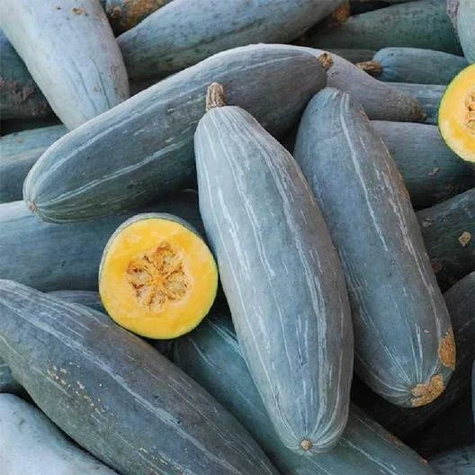 Guatemalan Blue Squash Seeds – Heirloom Cucurbita maxima, Blue-Green Skin, Nutty Flavor, Fresh Vegetable Seeds, Climbing Vine, Non-GMO