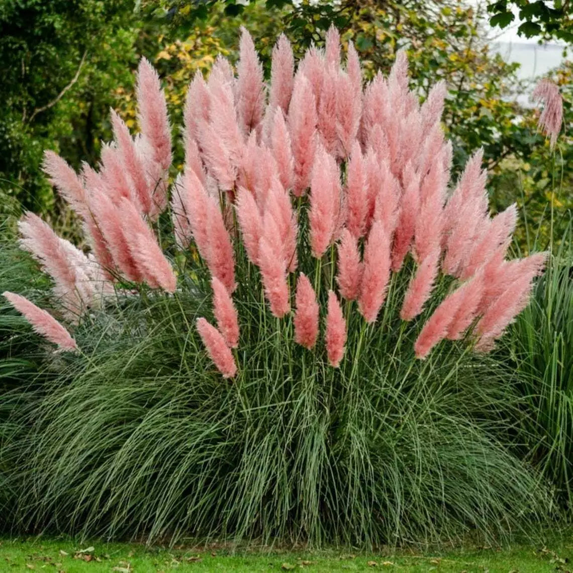 Giant Pink Pampas Grass Seeds - 100 Pack, Ornamental Cortaderia selloana for Landscaping, Pink Plumes, Drought-Resistant, Perennial