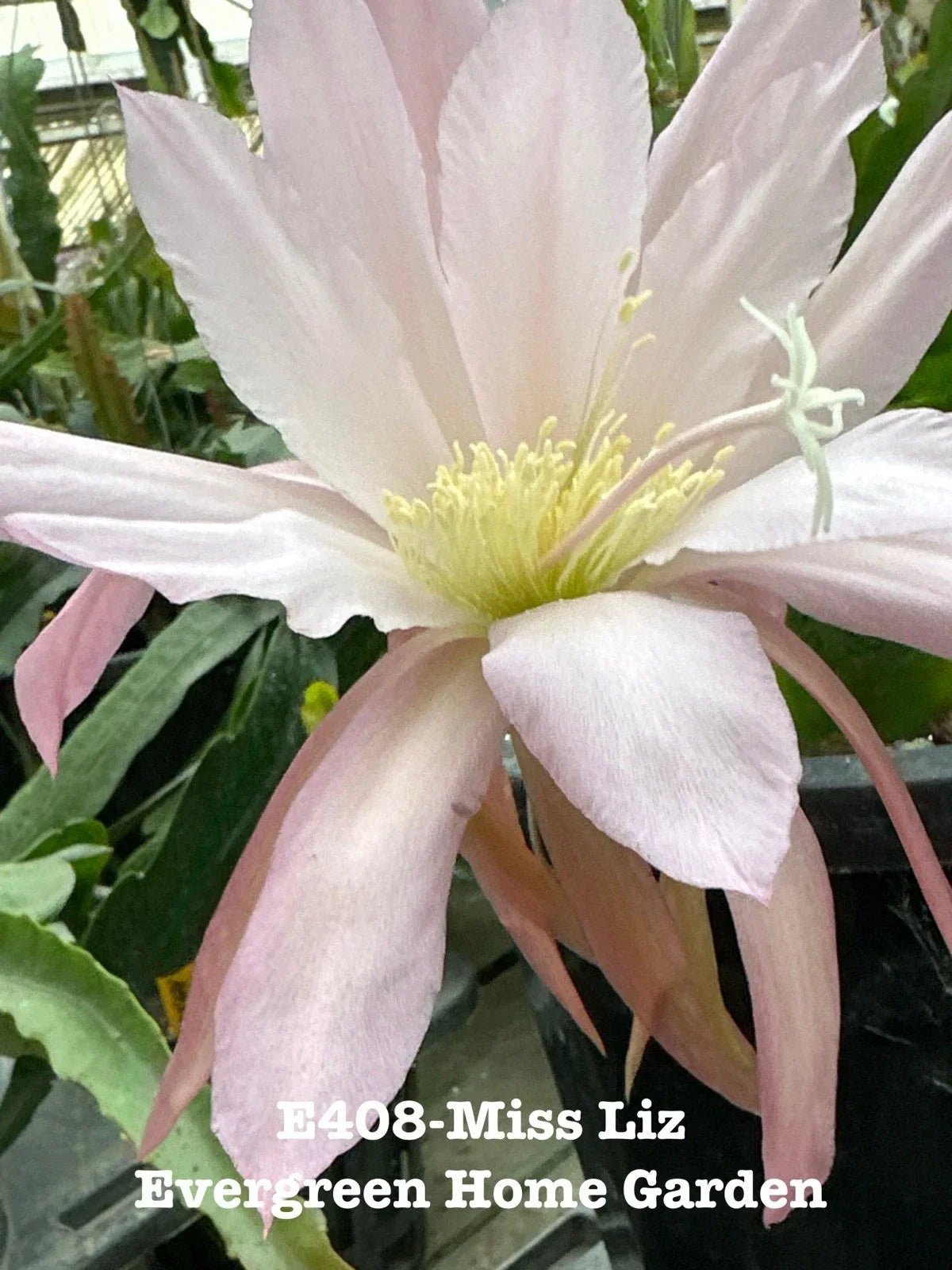 Rooted Epiphyllum Orchid Cactus Plant Miss Liz 4" Starter Pot Indoor Houseplant Easy Care Succulent