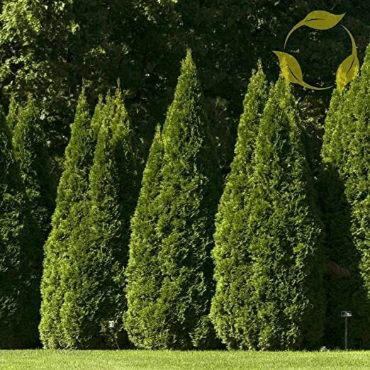 Oriental Arborvitae Tree Seeds - 40 Pack Platycladus orientalis for Landscaping & Gardening