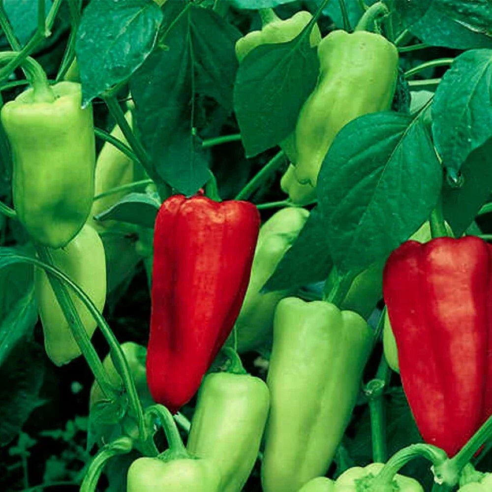 Sweet Pepperoncini Pepper Seeds | NON-GMO Heirloom Capsicum annuum | Fresh Garden Seeds