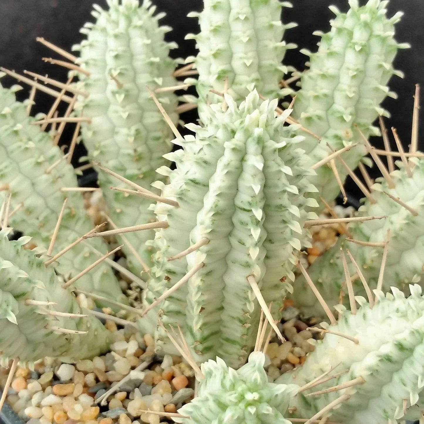 Euphorbia Mammillaris Variegata Cuttings - 2" Unrooted Rare White Succulent