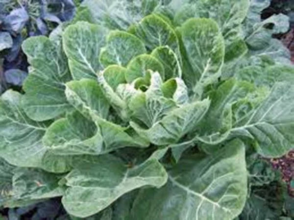 Collard Greens Seeds, Morris Heirloom, Non-GMO, 1000 Seeds, Brassica oleracea var. viridis, Leafy Greens, Heirloom Vegetable