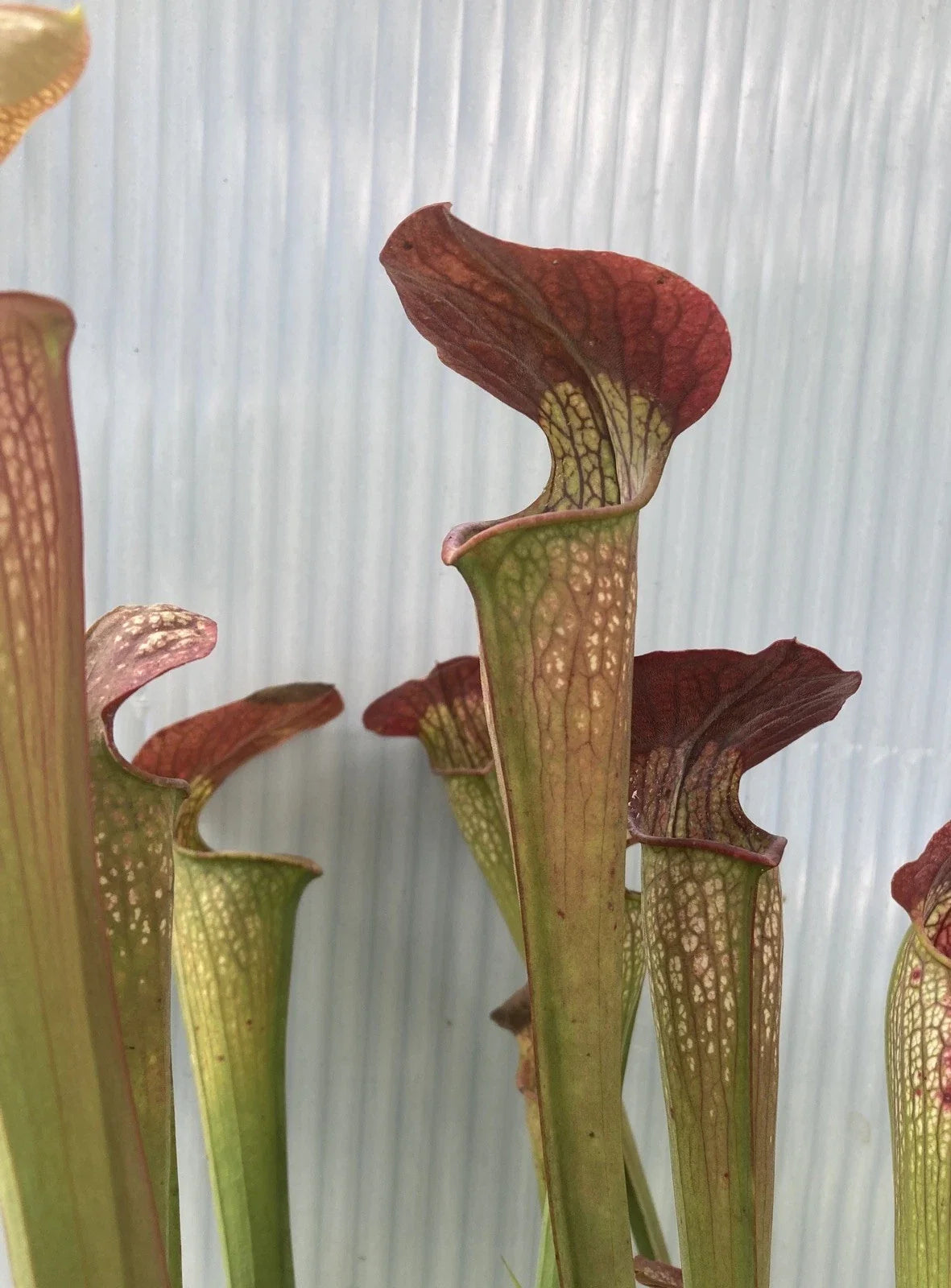 Carnivorous Pitcher Plant Bare Root Division – Sarracenia alata black x flava rubricorpora, Purple Hybrid, Insect Trap