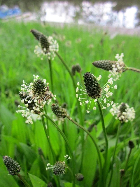 Plantago Lanceolata Seeds – 500+ Narrow Leaf Plantain Seeds for Gardening & Medicinal Use