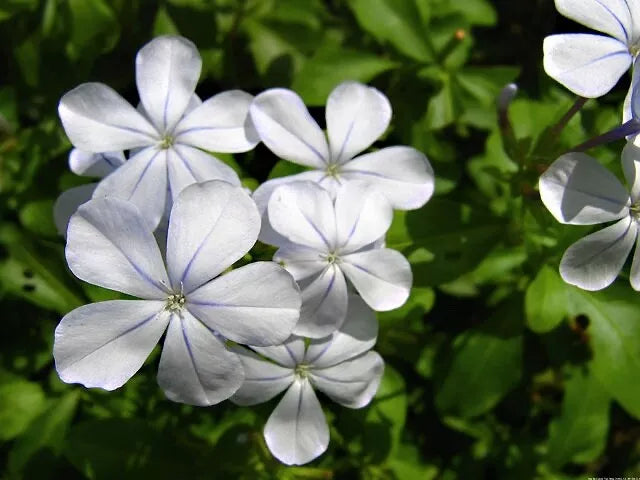 Silver Plumbago Seeds Pack of 50 - Plumbago auriculata Blue Flowering Plant Seeds