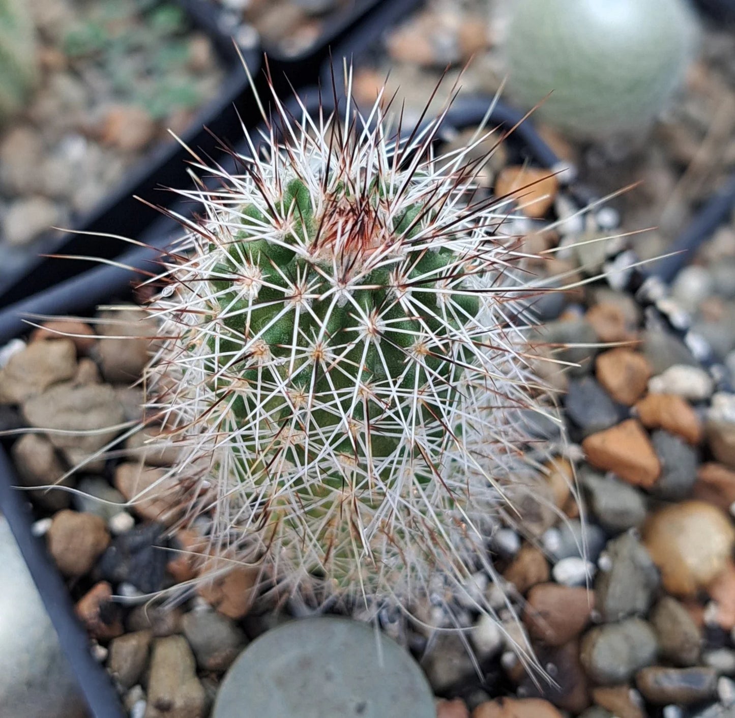 Echinocereus Chisoensis Bare Root Cactus, Drought-Tolerant Succulent, Desert Plant, Clumping Cylindrical Stem