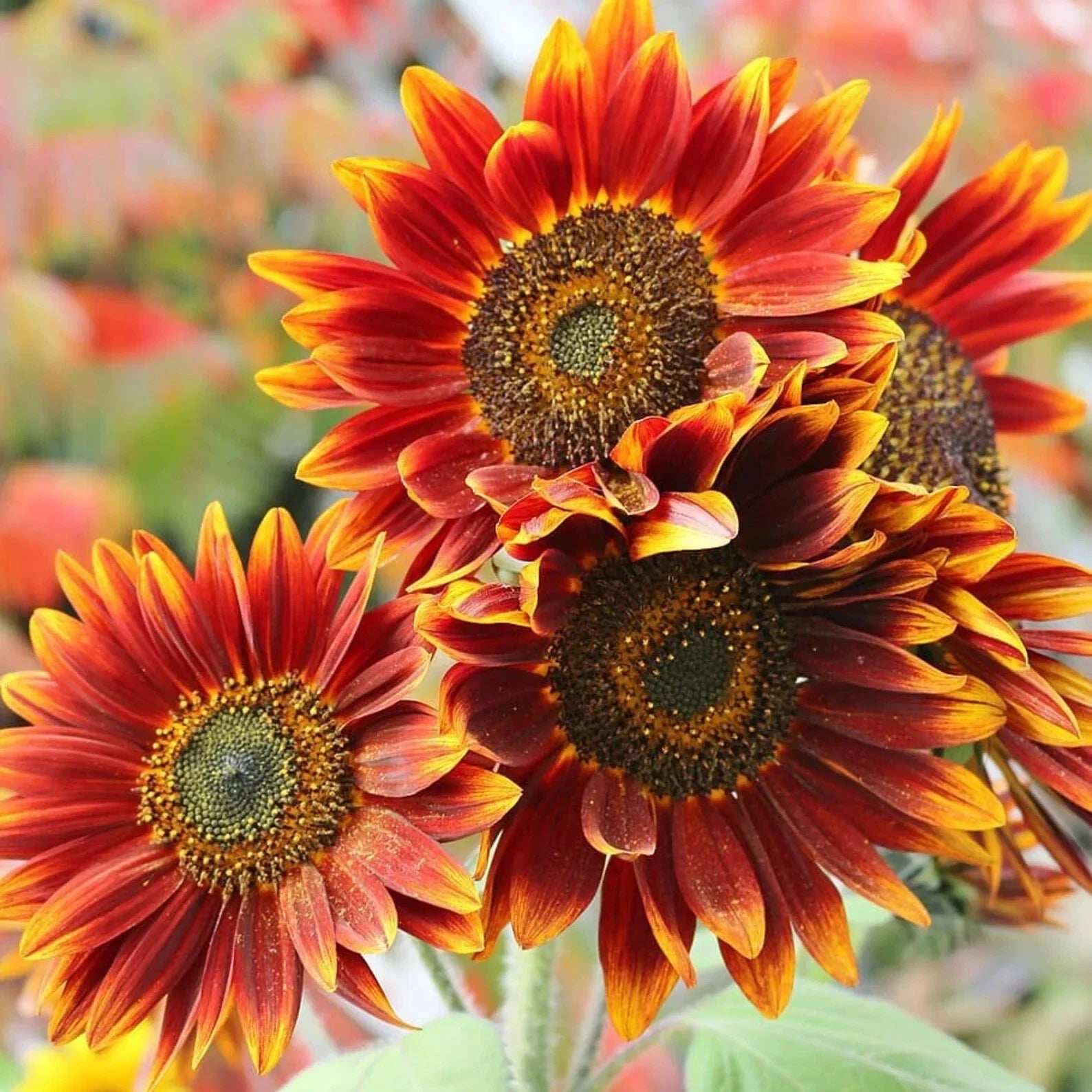 Autumn Beauty Sunflower Seeds 50pcs – Helianthus annuus, Large Orange Red Yellow Flowers, Tall, Easy to Grow