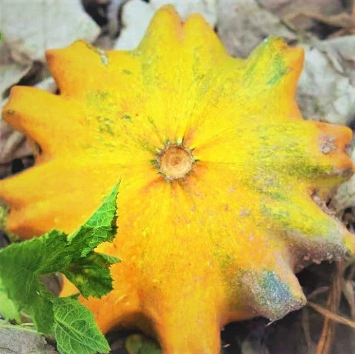 Sun Star Ornamental Gourd Seeds - Decorative Pumpkin Craft, Vining, Lagenaria siceraria, 20 Seeds