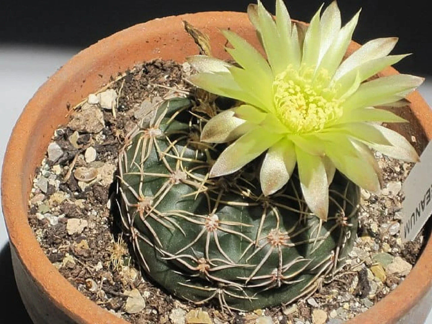 Cactus Seeds - 50+ Gymnocalycium reductum - Easy Growing Succulent Seeds