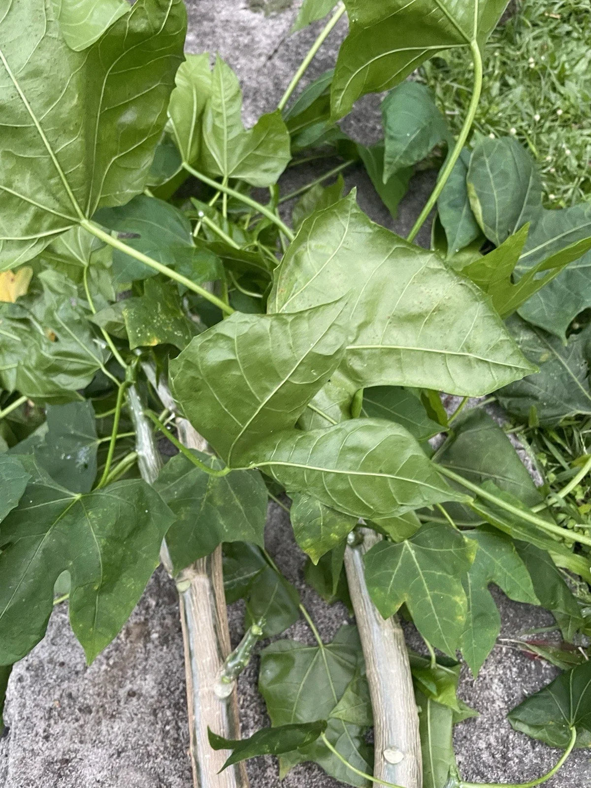 Chaya Tree Spinach Cuttings – 5 Hawaii Varieties – Cnidoscolus aconitifolius – Superfood, Nutrient-Rich, Tropical Greens, Live Plant Cuttings