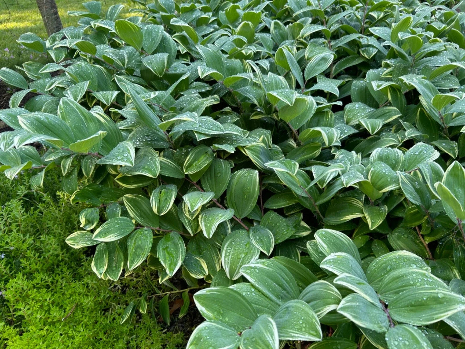 Solomon's Seal Live Plant - 16in+ Established Perennial - Polygonatum biflorum - Organic, Pesticide-Free, Shade Garden