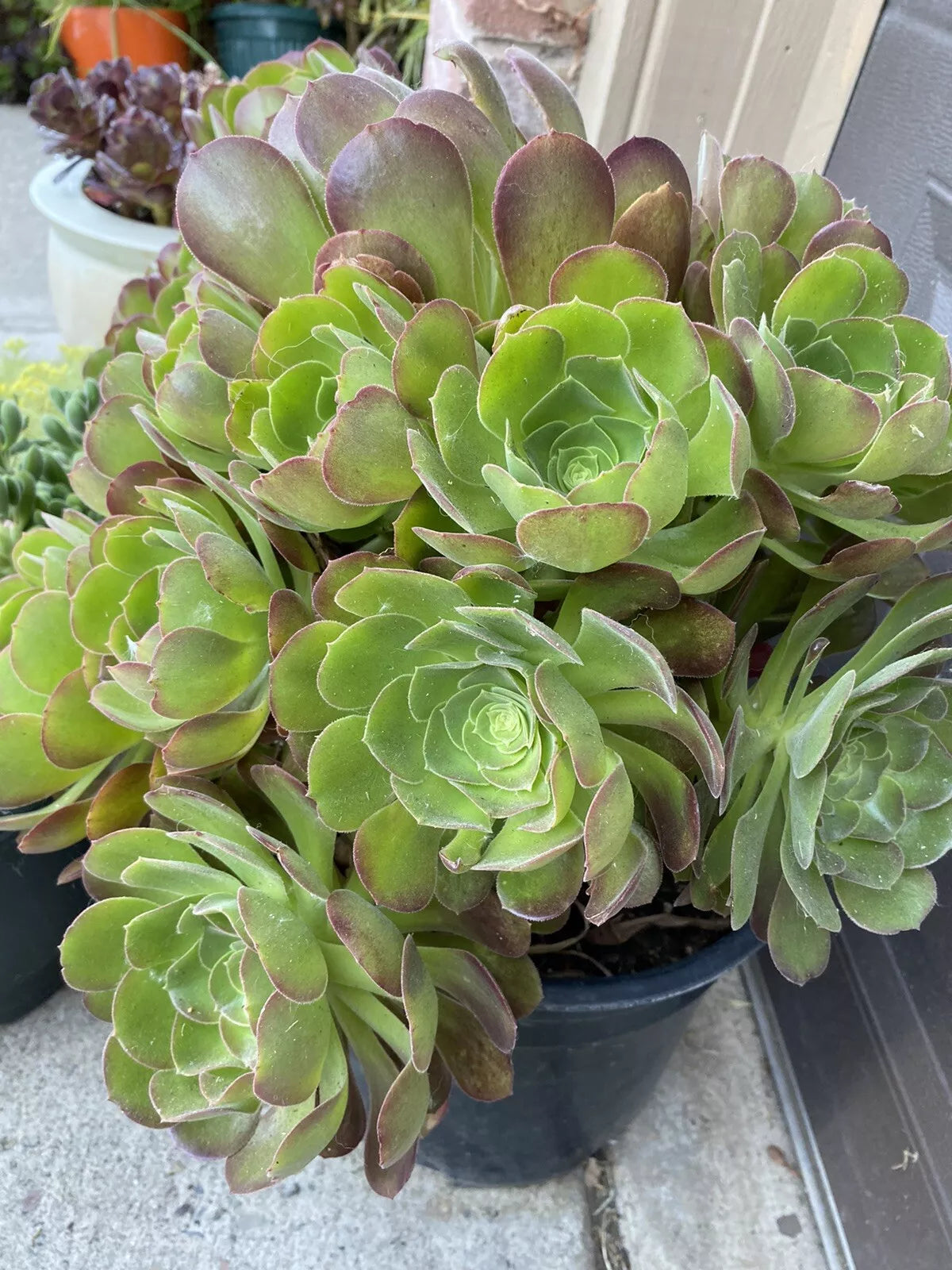 5 Piece Aeonium Succulents Cuttings - 3 Inch Wide Colorful Varieties for Indoor and Outdoor Gardening