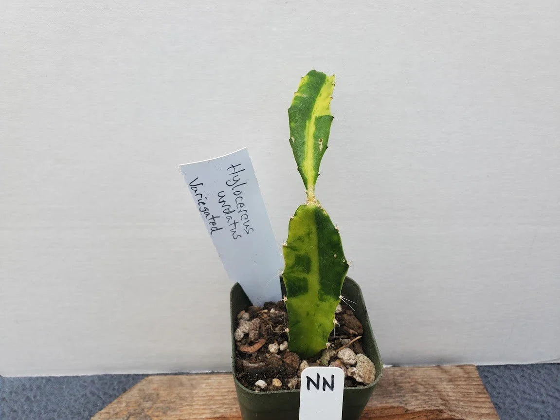 Variegated Dragon Fruit Plant - Potted Hylocereus undatus Tropical Succulent for Indoor & Outdoor Gardens