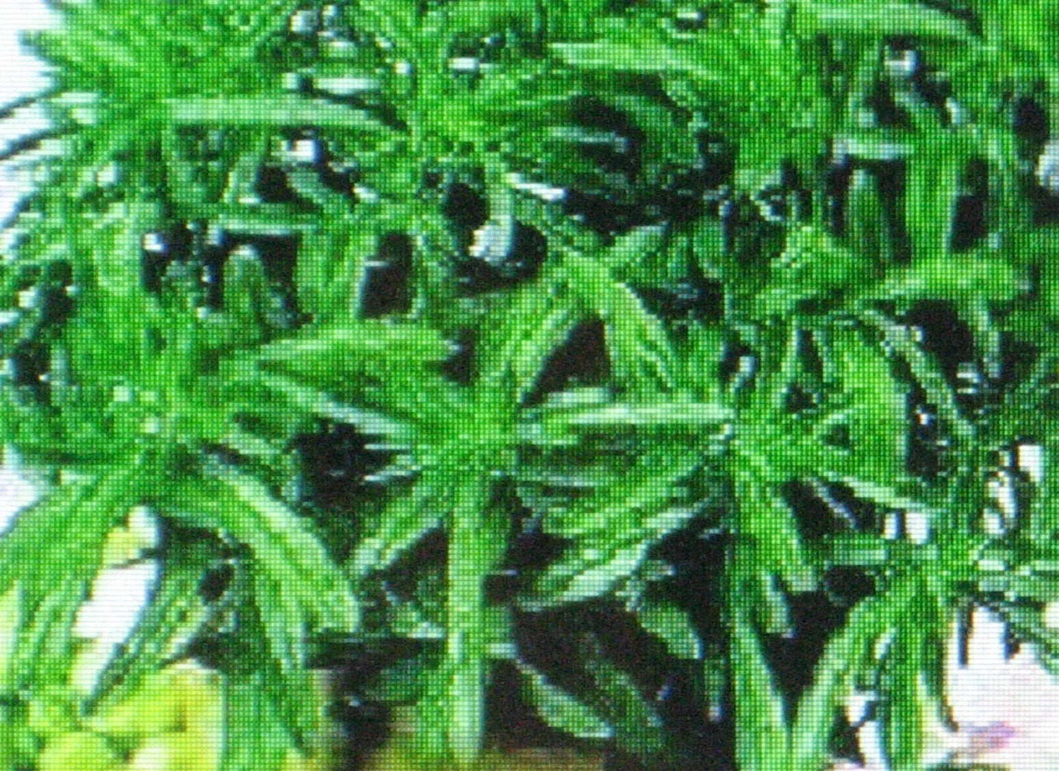 Savory Herb Seeds Bulk 1000 Satureja hortensis Gourmet Culinary & Medicinal Seeds