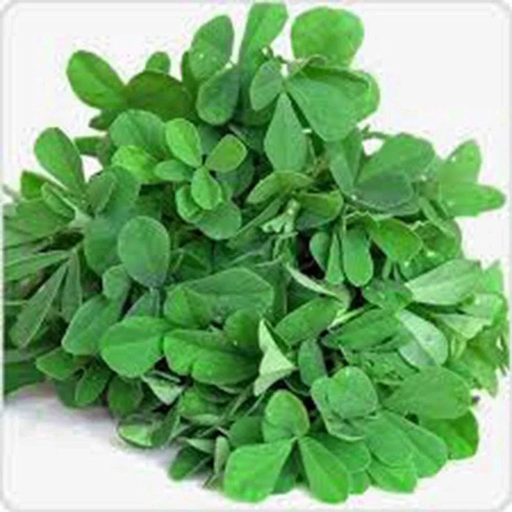 Fenugreek Herb Seeds Heirloom Variety 50+ Seeds Trigonella foenum-graecum