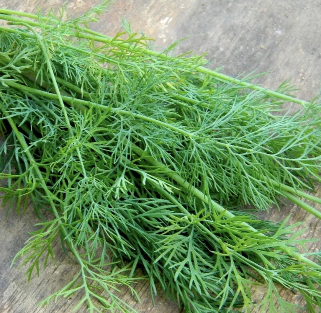Organic Mammoth Dill Seeds - Heirloom Anethum graveolens for Seasoning & Pickling, 50+ Non-GMO Herb Seeds