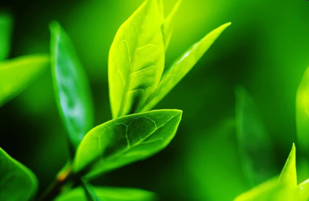 Tea Tree Seeds - Camellia Sinensis Herb Seeds for Planting, Tea Plant, Compact Shrub, 12 Seeds