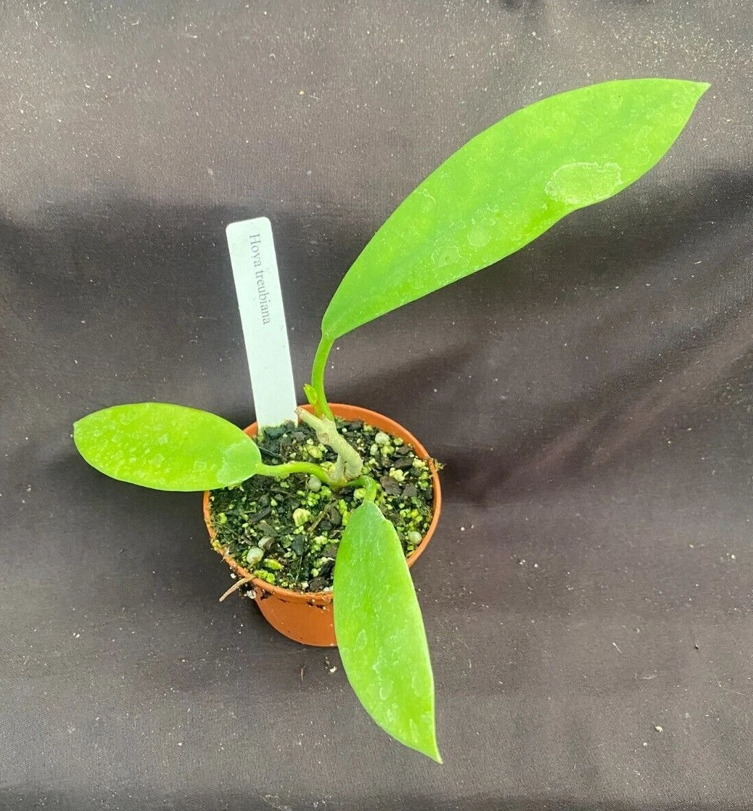 Hoya Treubiana Rooted Plant 2.5" Pot Indoor Houseplant Climbing Vine Green Foliage