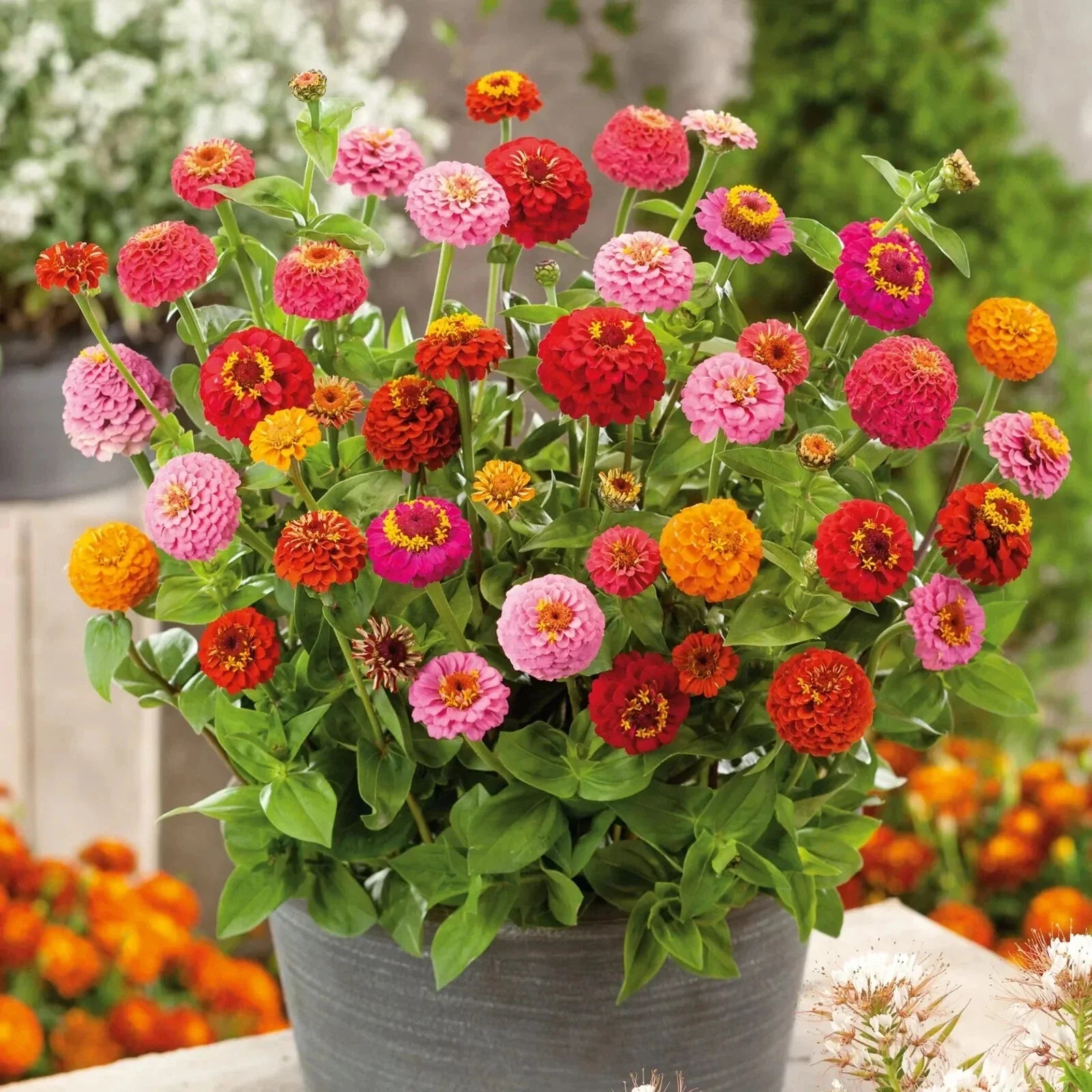 Thumbelina Zinnia Seeds - 100+ Dwarf Flower Seeds for Garden, Zinnia elegans, Compact, Easy Grow, Butterfly Attracting, USA