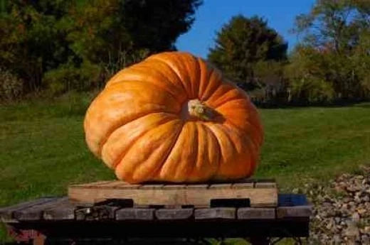 Dill's Atlantic Giant Pumpkin Seeds - Bulk 35 Seeds - Cucurbita maxima - World Record Pumpkin Grower