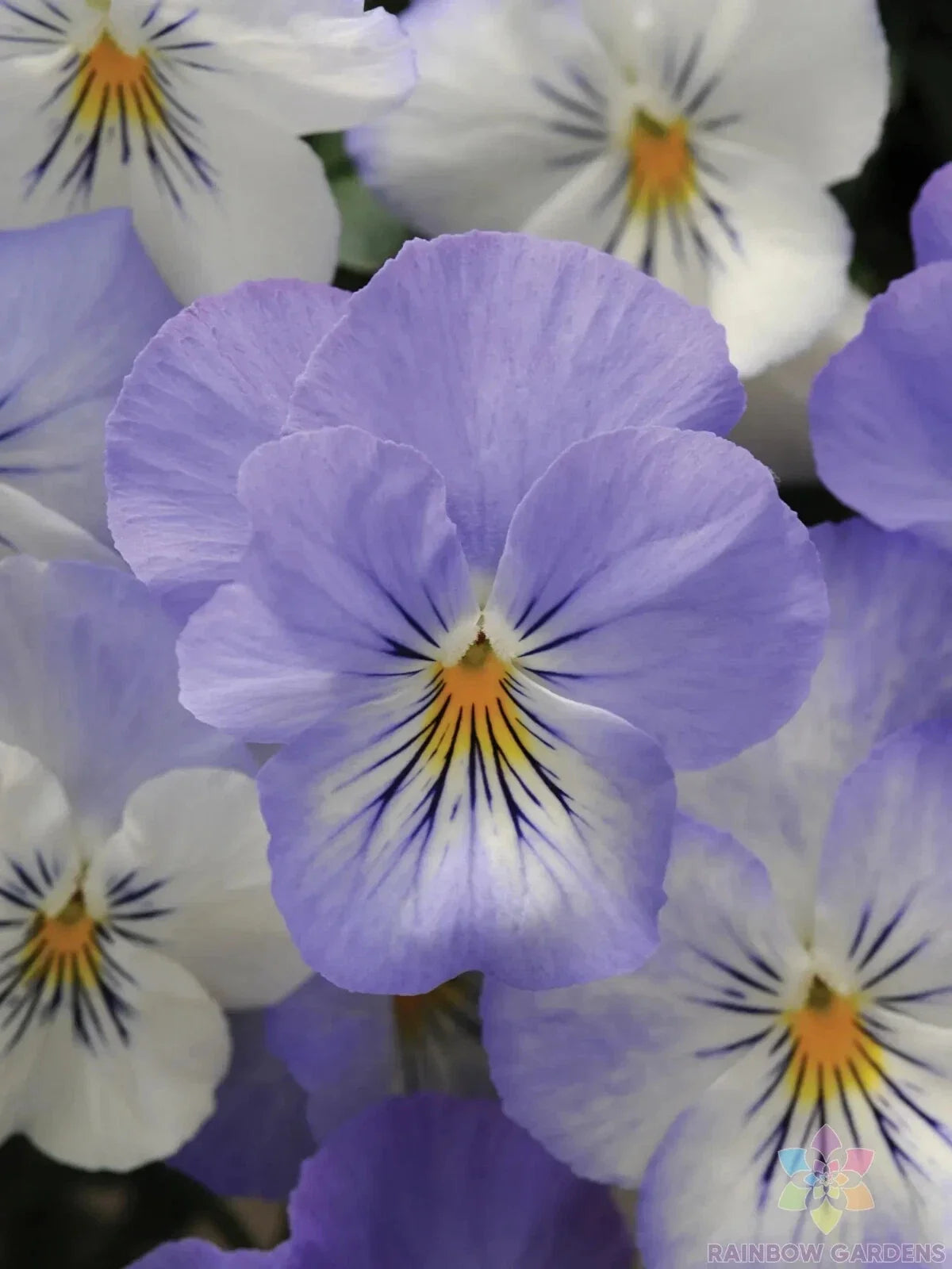 Plentifall Frost Pansy Seeds - Viola x wittrockiana, 200+ Seeds for Garden, Borders & Containers, Vibrant Colors, Easy to Grow