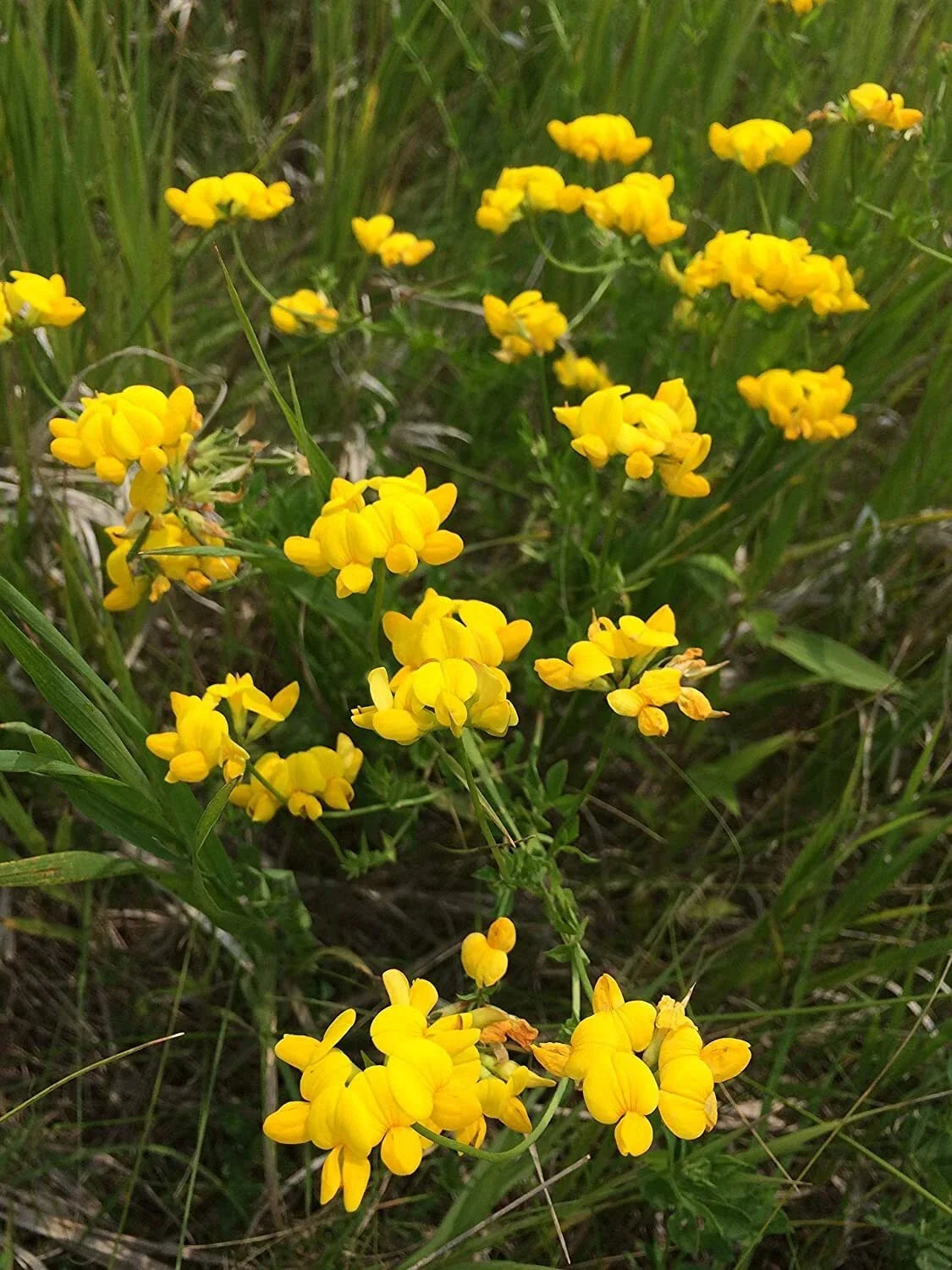 Birds Foot Seeds 500 Count Lotus Corniculatus Exotic Fast Growing Ground Cover Pollinator Attracting