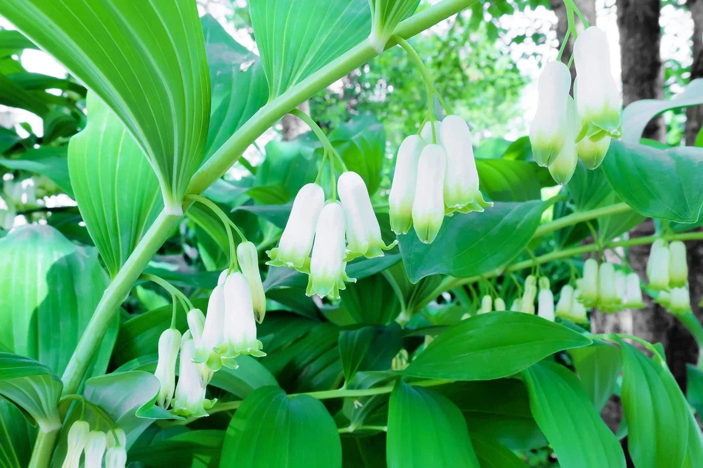Great Solomons Seal Seeds - Polygonatum biflorum - Perennial Planting Seeds for Shade Gardens and Landscapes