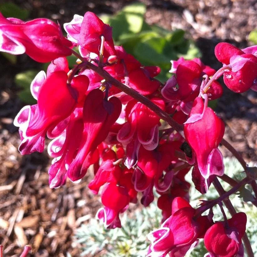 Bleeding Heart Seeds - Dicentra Spectabilis - Heart-Shaped Pink & White Flowers for Shade Gardens - Perennial Plant Seeds