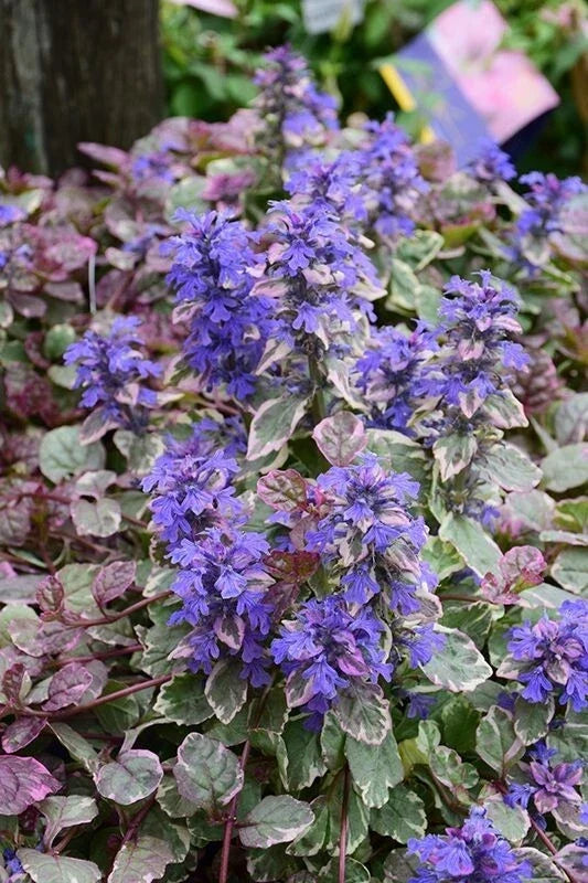 Ajuga Reptans Burgundy Glow Groundcover Plant 4" Pot - Variegated Foliage with Purple-Blue Flowers, Shade Tolerant, Hardy Perennial