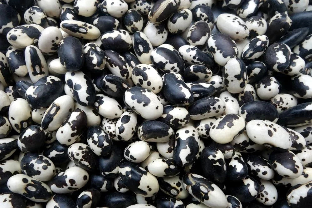 Calypso Bean Seeds for Planting, 20 Seeds, Black and White Pattern, Phaseolus vulgaris, Edible Vegetable Seeds