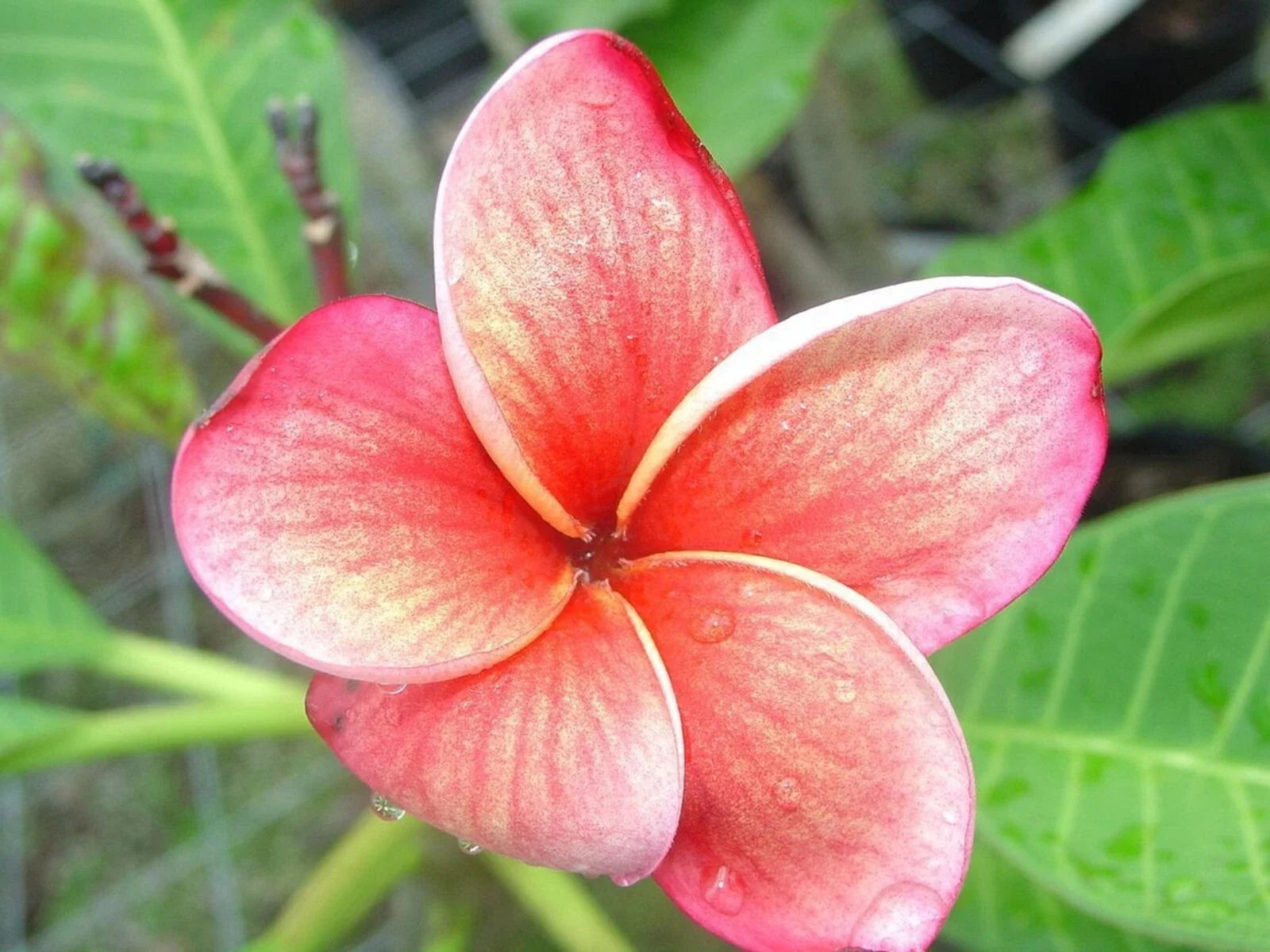 Orange Pink Plumeria Seeds - 5 Pack for Tropical Garden, Hawaiian Lei, Fragrant Flowers, Perennial, Plumeria spp.