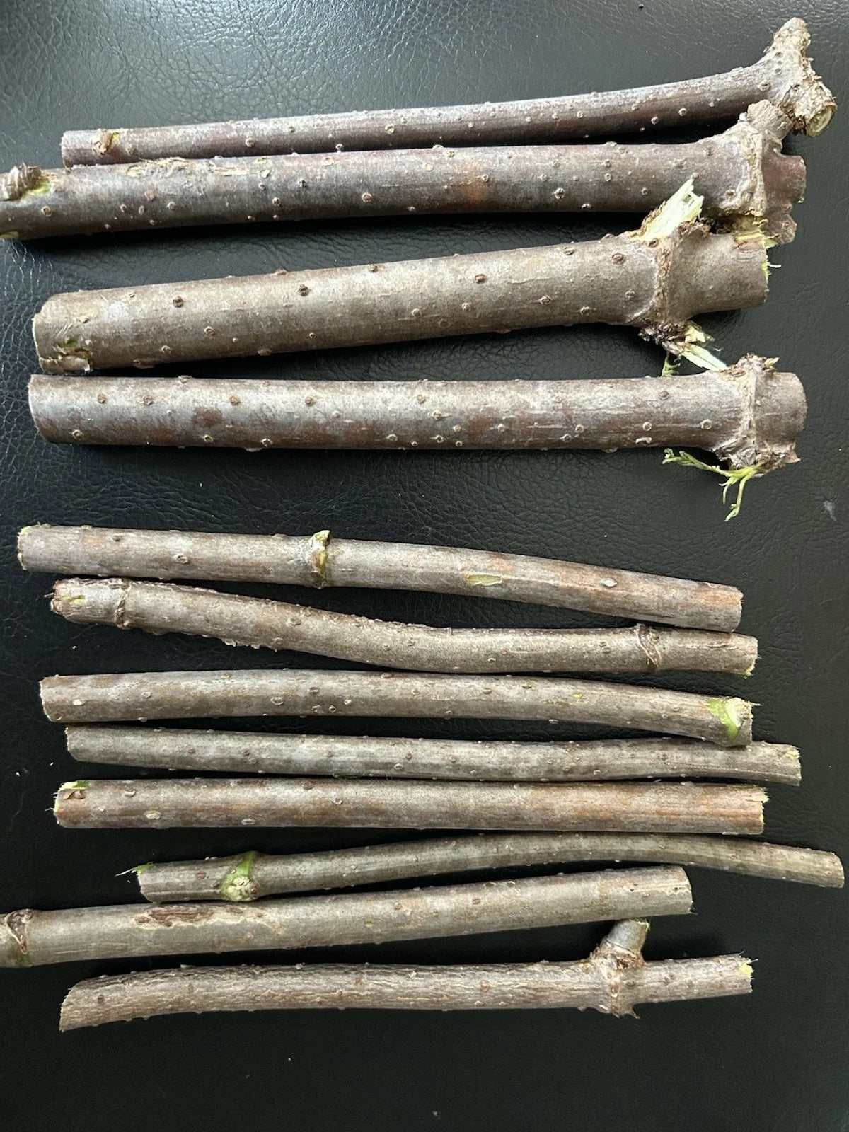 Fresh Elderberry Cuttings, Unrooted Sambucus nigra, Deciduous Shrub for Propagation, Naturally Grown