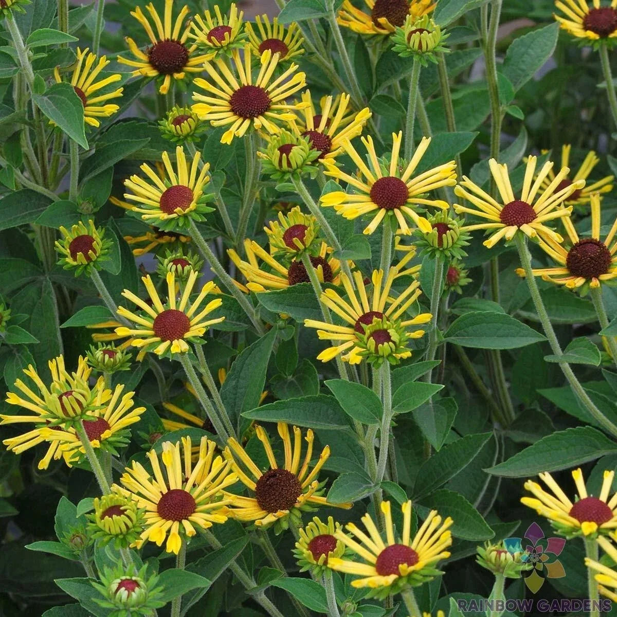Little Henry Rudbeckia Seeds - 200+ Pack, Black-eyed Susan, Rudbeckia hirta, Perennial Garden Flower Seeds