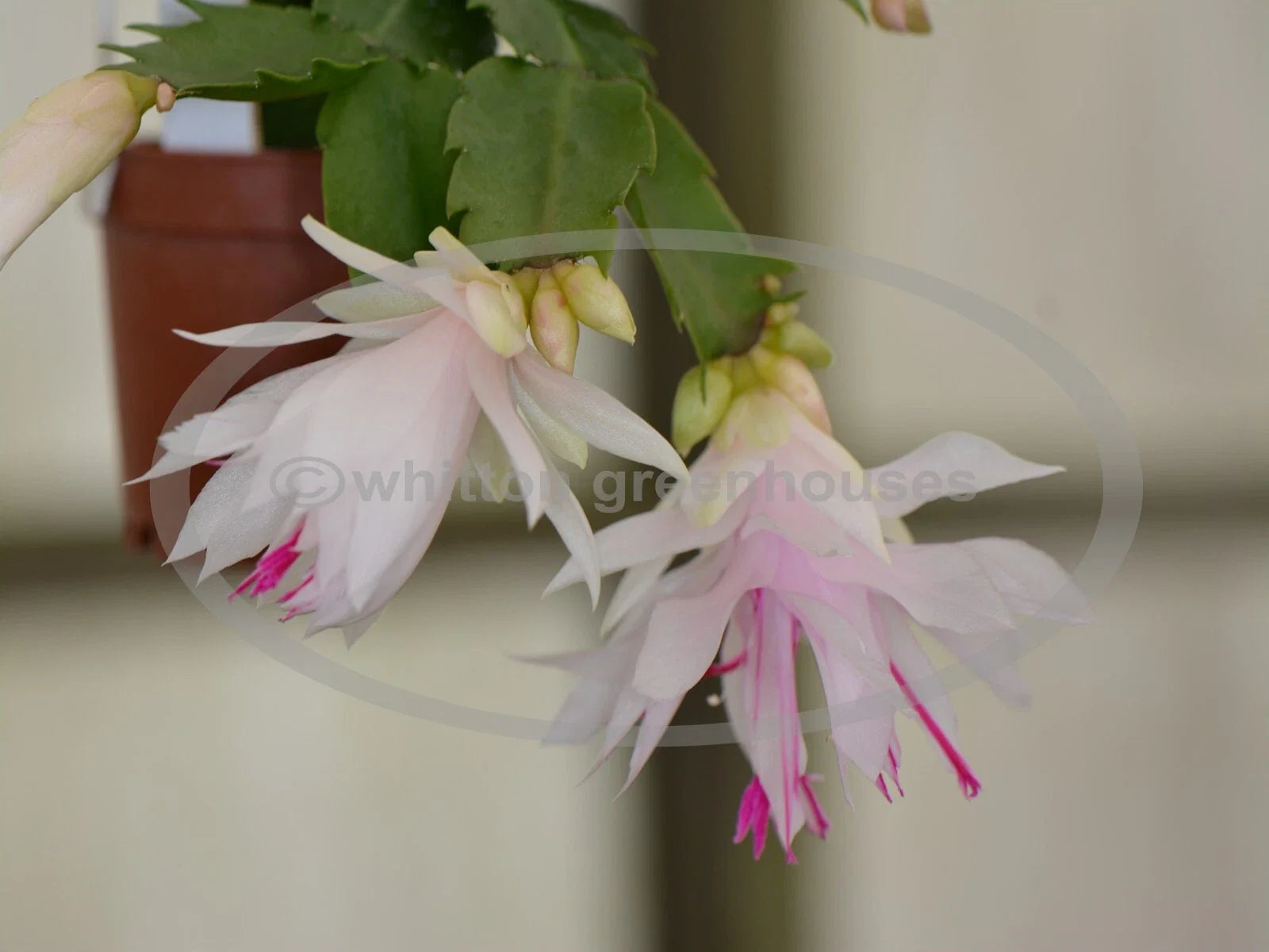 Thanksgiving Cactus Cuttings - Schlumbergera "Branca Dobrada" - Indoor Propagation, Holiday Plant, No Roots