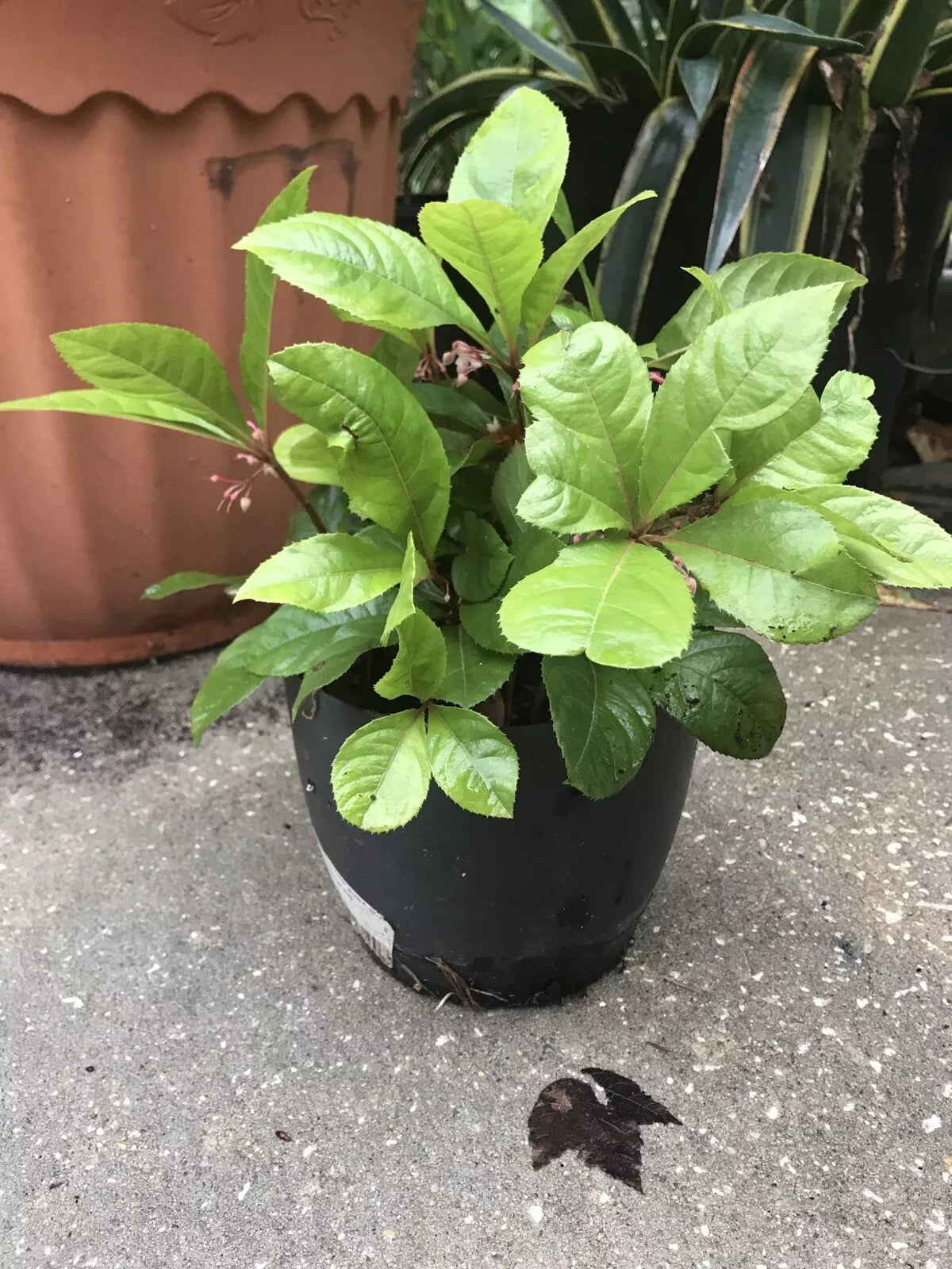 Organic Coral Berry Plants - 10 Pack, Ardisia crenata, Indoor/Outdoor Ornamental Houseplants, Red Berries
